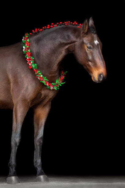 istock Horse in a christmas wreath on black background 1738665015