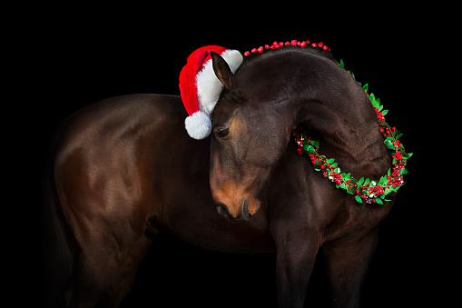 Bay horse in christmas decoration on black background