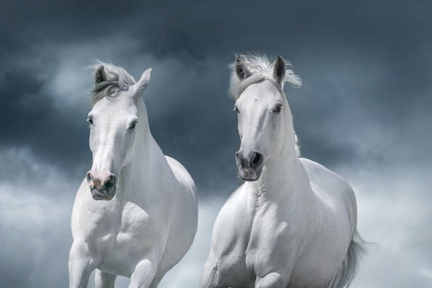 istock White arabian horse portrait 1738665045