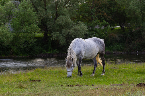 A beautiful white grey horse stays calm grazing on green grass field or pasture, its ears up and head down. Rural landscape background.
