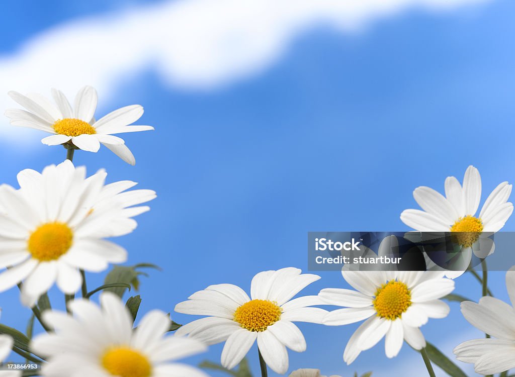 daisy's - Foto de stock de Beleza royalty-free