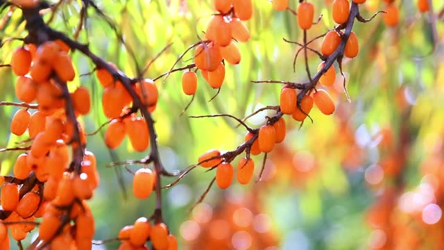 Ripe bright orange sea buckthorn berries on a tree. Harvest, autumn