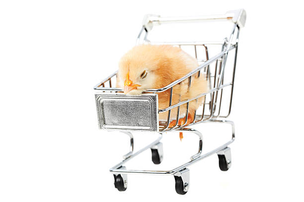 Don't eat chicken Chick in a shopping cart on a white background. dont eat meat stock pictures, royalty-free photos & images
