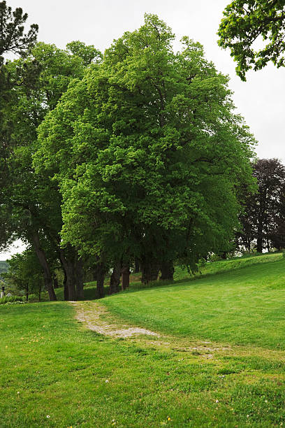 istock Green park  with large old decideous trees and shaded areas. 173867250