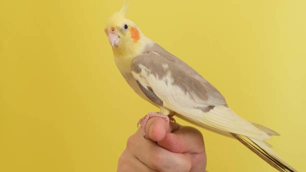 istock A man holds his pet Corella parrot. Parrot on a yellow background 1738672579