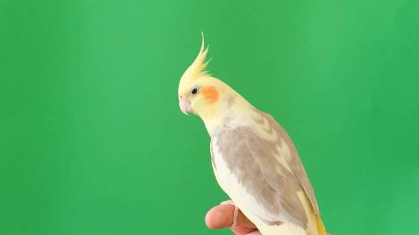 istock Corella parrot sits on a green background. Yellow parrot 1738672584