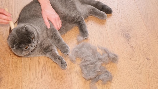 The girl is taking care of the Scottish poodle. The cat is shedding. A girl takes care of a gray cat, combing the cat with a brush. Hygiene of cat care, pet care.