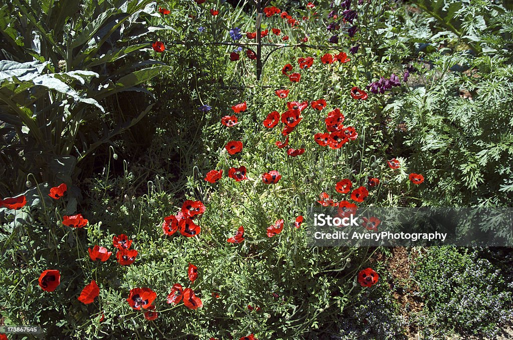 Profusão de flores - Foto de stock de Abundância royalty-free