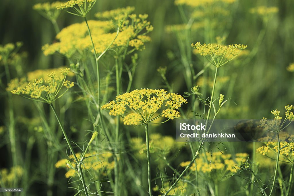 Eneldo flores - Foto de stock de Amarillo - Color libre de derechos