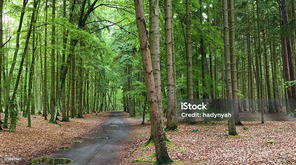 Forest - Photo de Arbre libre de droits