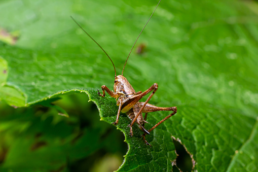 Natural closeup on a sub-adult dark bush-cricket, Pholidoptera griseoaptera sitting on a green leaf.