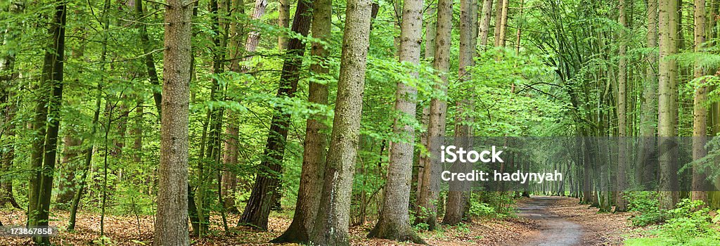 Deep forest Forest - panoramic view Tree Stock Photo