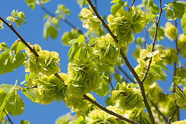 Wych elm in spring "Wych elm (ulmus glabra) leaves and fruits in spring, against a clear blue sky." wych elm stock pictures, royalty-free photos & images