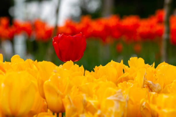 A single red tulip flower among yellow tulips.