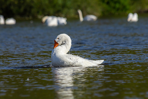 A domestic goose is a goose that humans have domesticated and kept for their meat, eggs, or down feathers. Domestic geese have been derived through selective breeding from the wild greylag goose .