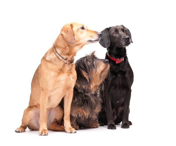 istock best of friends 173868287