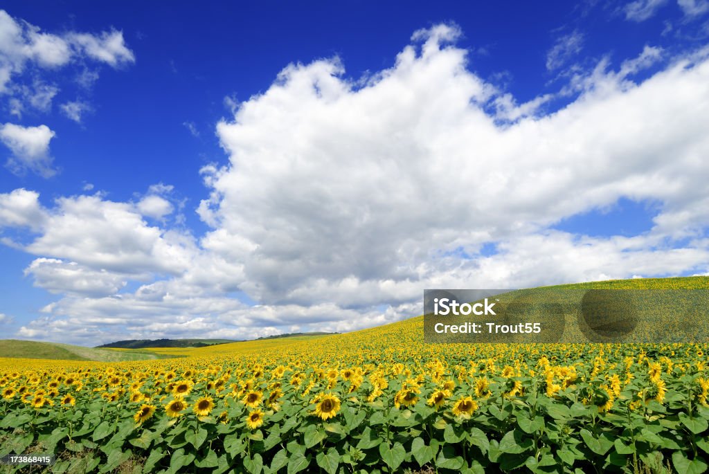 Sunflowers field, the blue sky and white clouds "Landscape - Sunflowers field, the blue sky and white clouds" Agricultural Field Stock Photo