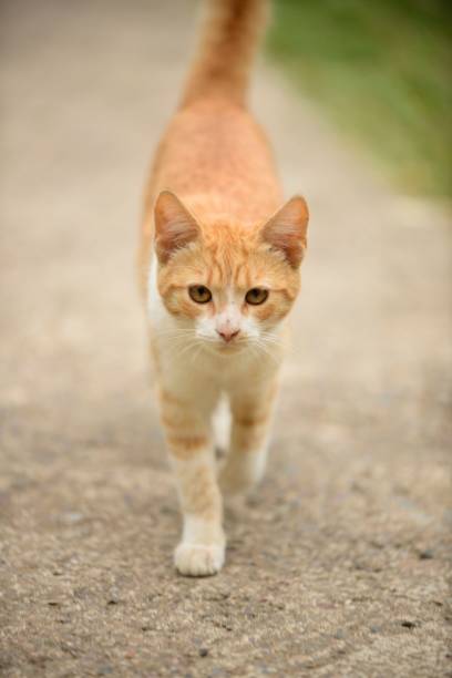 istock Charming orange and white cat walking along a sidewalk on a sunny day 1738684807