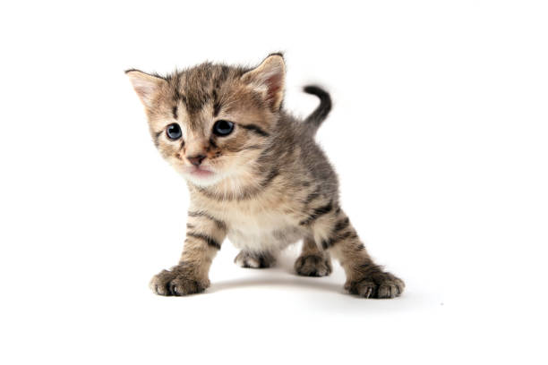 Tabby kitten isolated "Cute tabby kitten, about 3 weeks old, isolated on white, in a funny pose.More cute kittens:" weak cat stock pictures, royalty-free photos & images