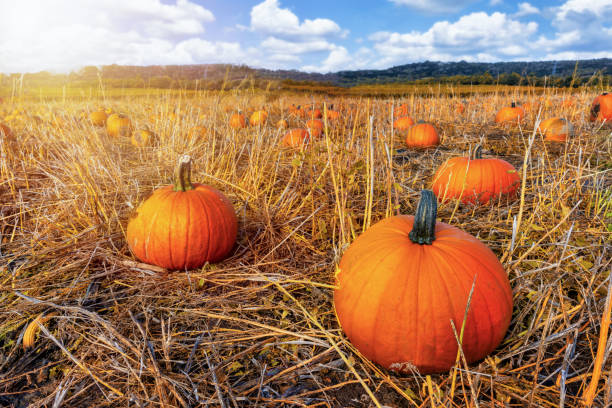 istock A pumpkin field during golden autumn time 1738686226