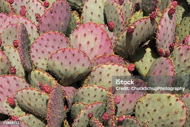 Cactus Chumbera Opuntia Nopales Cactaceae Foto de stock y más banco de imágenes de Cactus - Cactus, Texas, Afilado