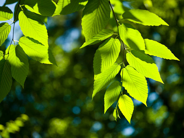 high-key-buche blätter - american beech stock-fotos und bilder