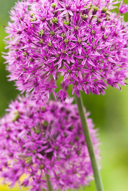 allium hollandicum'purple sensation'- ii - allium flower fotografías e imágenes de stock