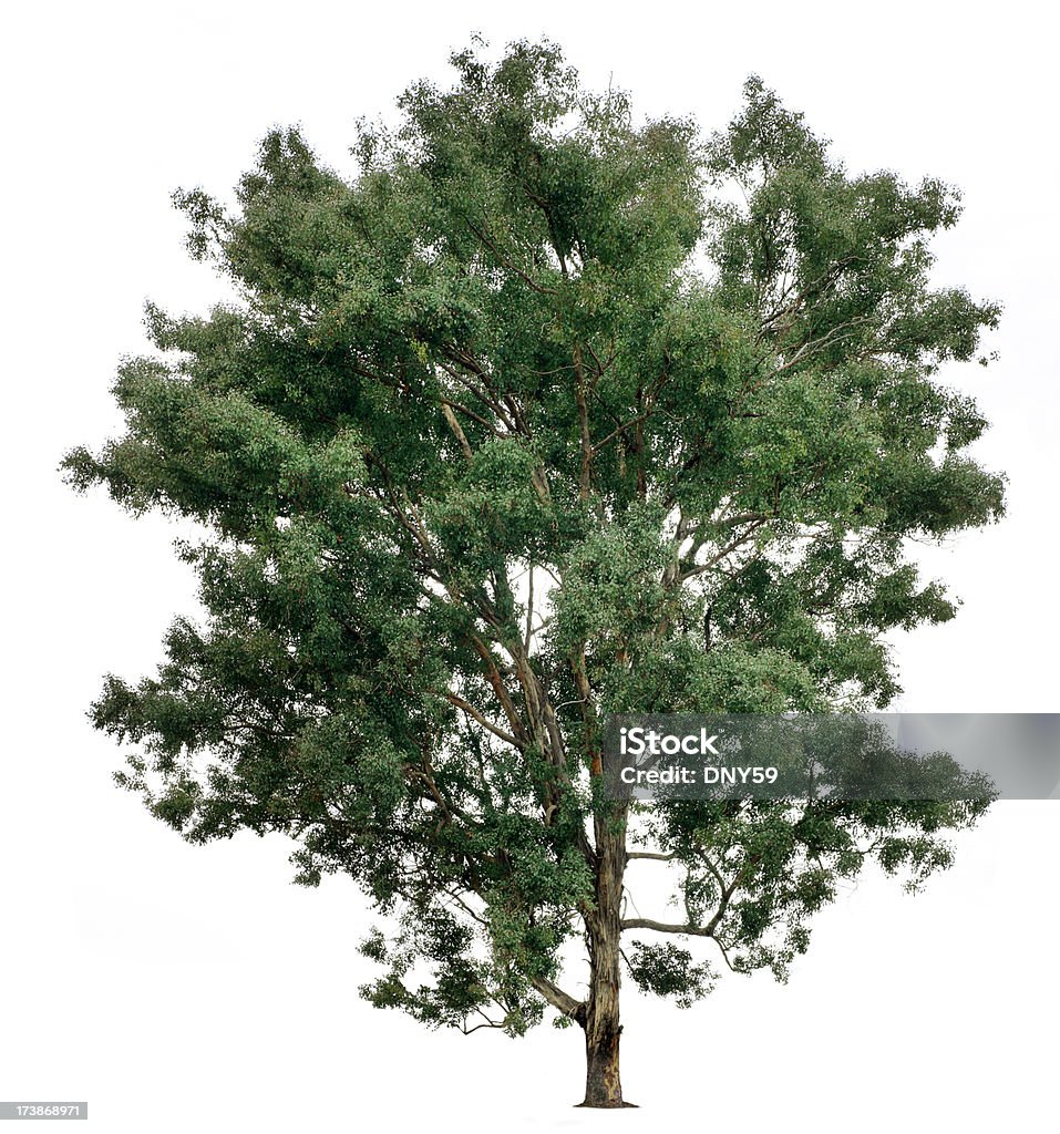 Eukalyptusbaum - Lizenzfrei Baum Stock-Foto