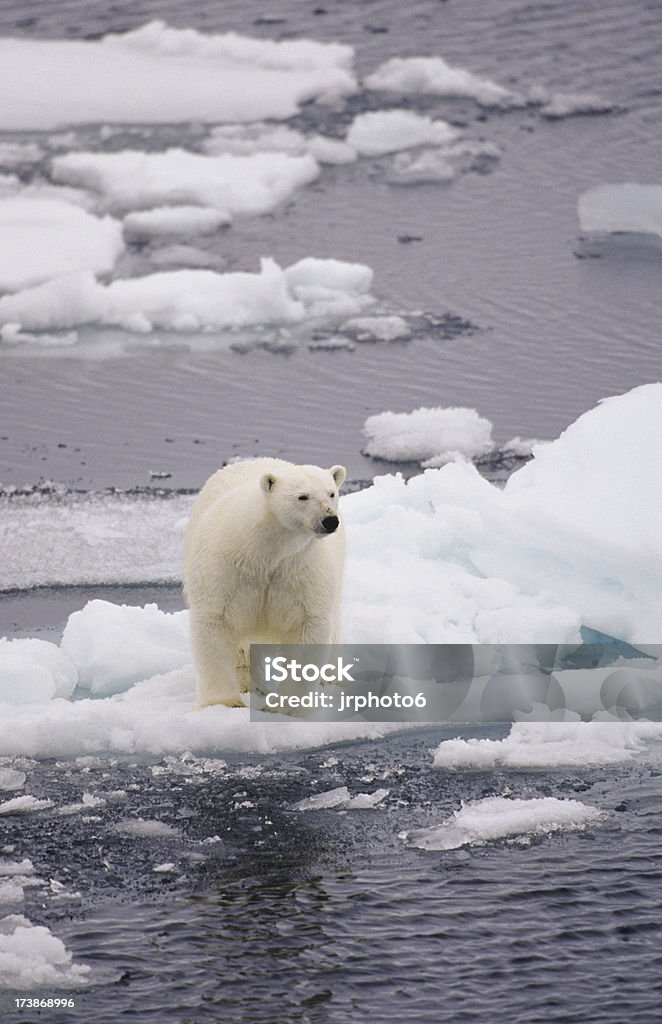 Bär auf kleine ice floe - Lizenzfrei Eisbär Stock-Foto