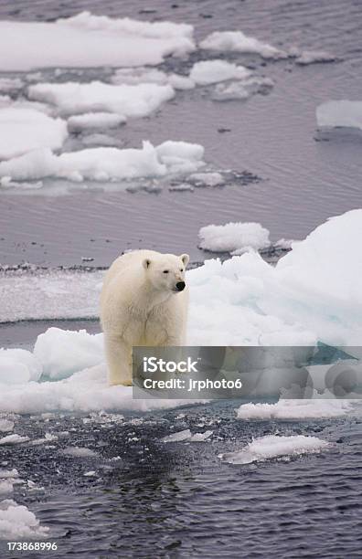 Bär Auf Kleine Ice Floe Stockfoto und mehr Bilder von Eisbär - Eisbär, Bär, Arktis