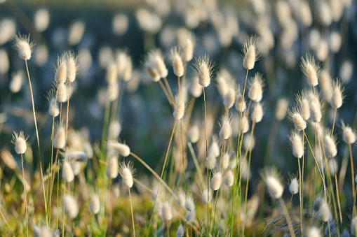 Yellowed reed mace or reeds in a swamp on an autumn sunny day. Top view close up photo of marsh cattail for template design with copy space. The texture of the large grass. Autumn background.