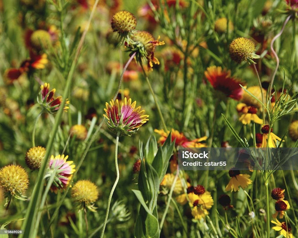 Indian cobertor flores silvestres - Foto de stock de Amarelo royalty-free