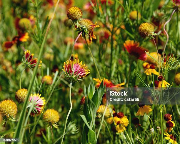 Foto de Indian Cobertor Flores Silvestres e mais fotos de stock de Amarelo - Amarelo, Emblema Floral, Flor