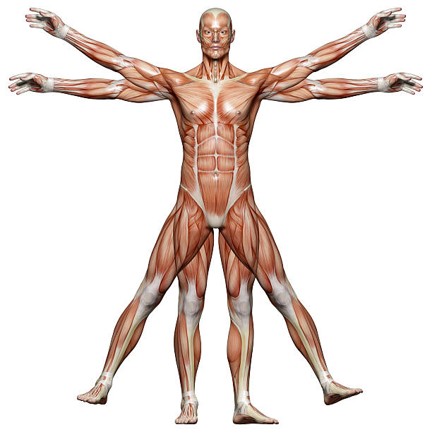 Muscles of a vitruvian man for study Human body of a Vitruvian man (Leonardo da Vinci) for study, only muscles, on front view, great to be used in medicine works and health. Isolated on a white background. deltoid photos stock pictures, royalty-free photos & images