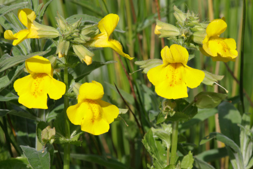 Monkey flowers grow in sunlight and in semi-shade (light woodland), and require moist or wet soil. As illustrated here, they can grow in water. The flowers have blobs of red along the nectar line, leading into the corolla, similar to the smaller (and more spectacular) blood drop emlets. The foliage is edible, raw or cooked, and has been used to add a slightly bitter flavour to salads. In this way, the leaves have been used as a lettuce substitute. (None of this tested by the photographer.) Mimulus guttatus is a native of western North America, where it is a complex and variable species. In Britain and Europe, it is widely naturalised but does not show the same variability.