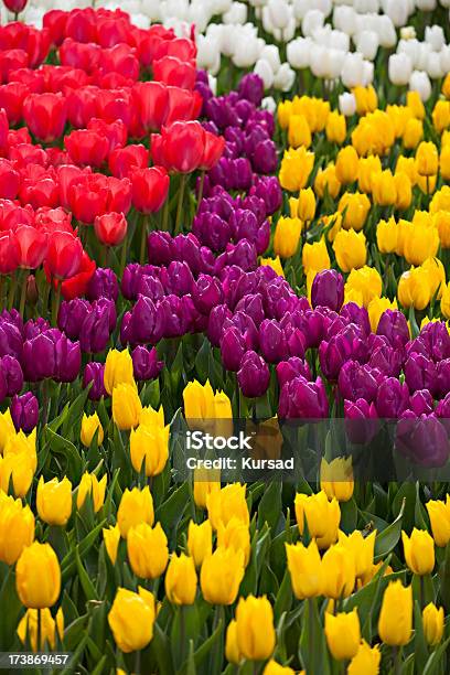 Bunte Tulpen Stockfoto und mehr Bilder von Blume - Blume, Blüte, Bunt - Farbton