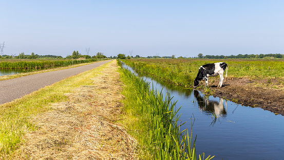 Cow drinking water reflection at the bank of the creek next to a road, in a ditch, at the horizon a blue sky