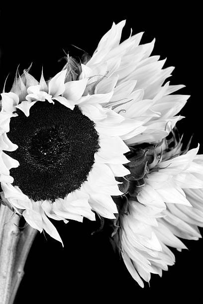 istock Beautiful Flower Series 173869619