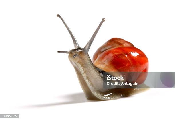 Caracol Rojo Foto de stock y más banco de imágenes de Animal - Animal, Caracol, Caracol europeo