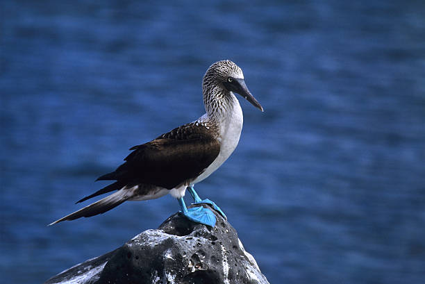 sula piediazzurri su roccia lavica, galapagos - galapagos islands bird booby ecuador foto e immagini stock