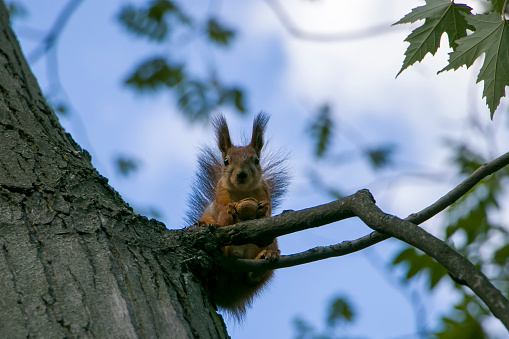 Squirrel with a nut on a tree. A squirrel on a tree eats a nut. Squirrel against the blue sky.