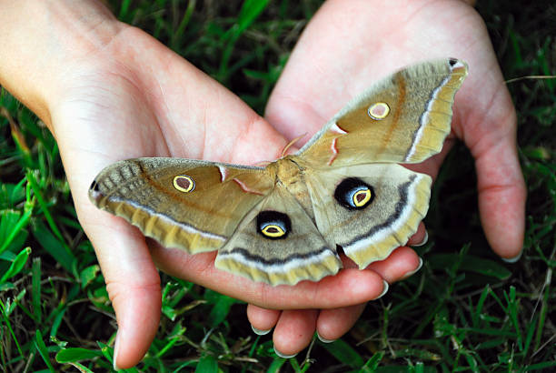 mariposa - saturn moth imagens e fotografias de stock