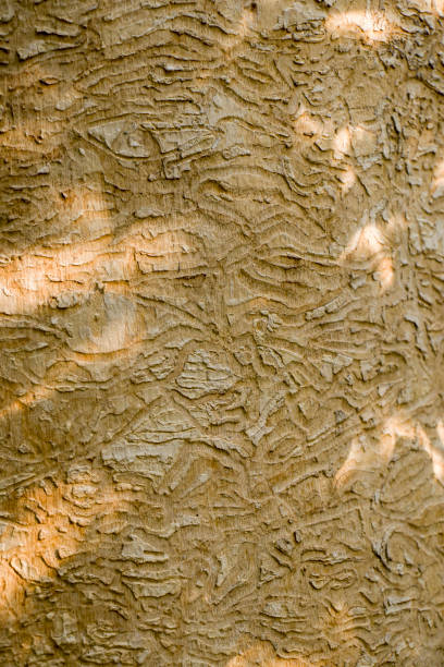 istock Damage to wood by termites. 1738701256