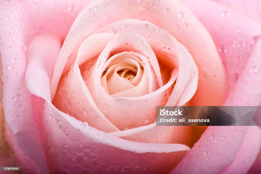 Rose - Photo de Capitule libre de droits