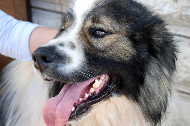 aggressive dog Thai Bang Kaeo