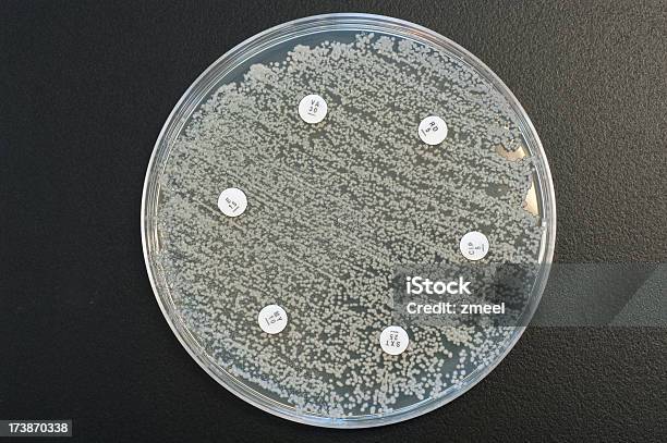 Batterio Più Resistente - Fotografie stock e altre immagini di Agar - Agar, Antibiotico, Batterio