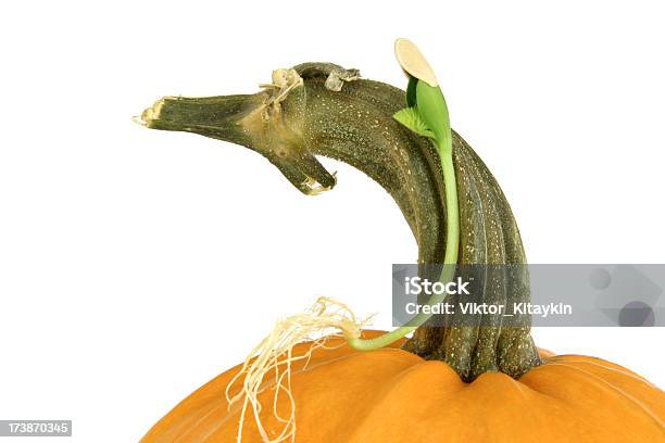 Germoglio Di Zucca - Fotografie stock e altre immagini di Agricoltura - Agricoltura, Arancione, Arredamento