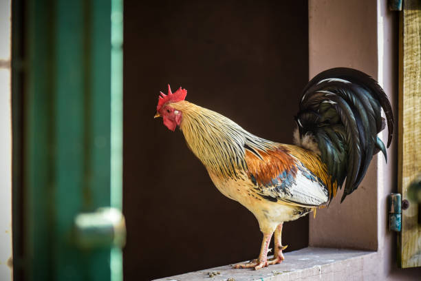 istock view of a rooster on a windowsill 1738704007