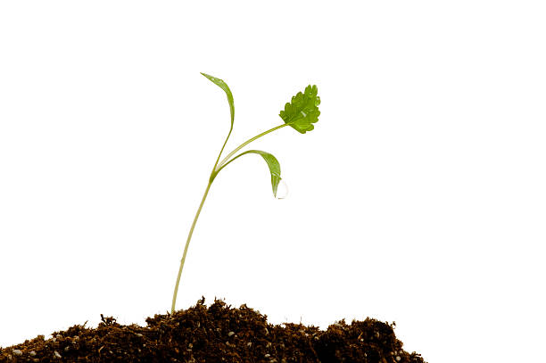 istock Young seedling on a mound of soil - new life 173870405