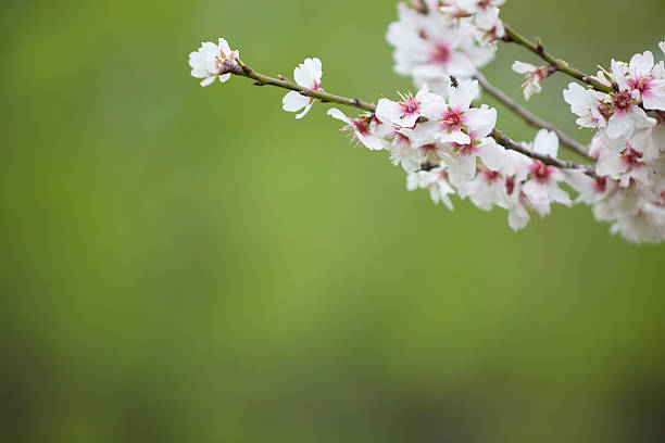 Closeup of a cluster of almond blossoms